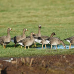 greenland white fronted geese